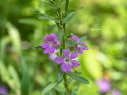 Lythrum junceum