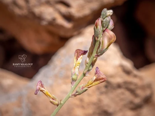 Hedysarum coelesyriacum