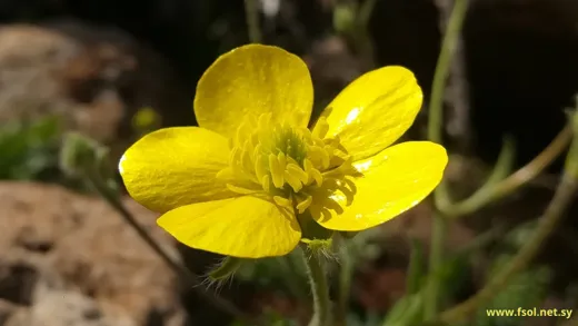 Ranunculus neocuneatus