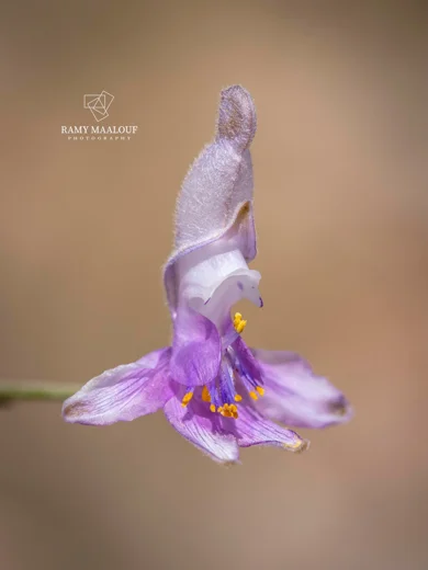 Delphinium sclerocladum