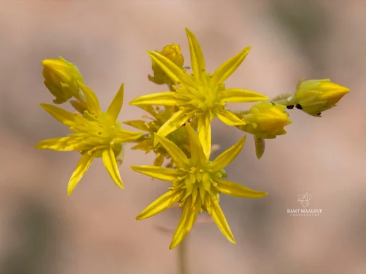 Petrosedum tenuifolium