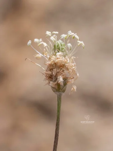 لسان الحمل السهمي