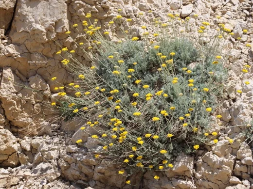 تناستوم فضي