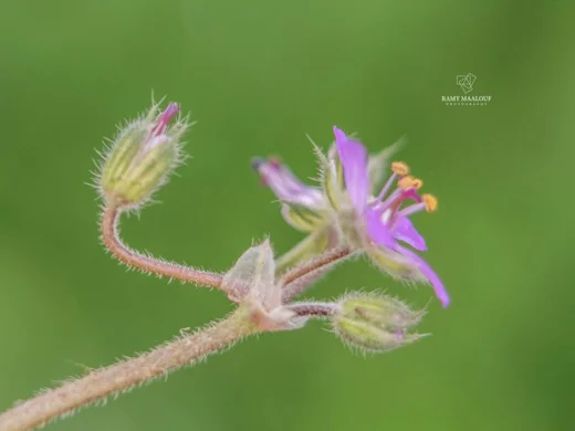 إبرة العجوز