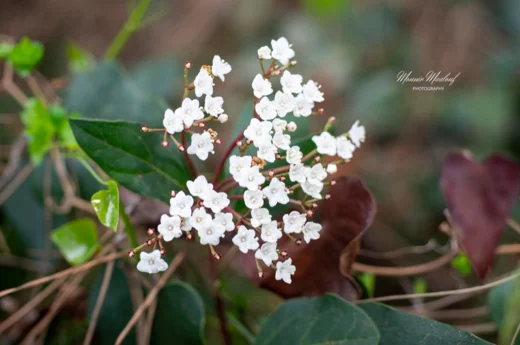 Viburnum tinus