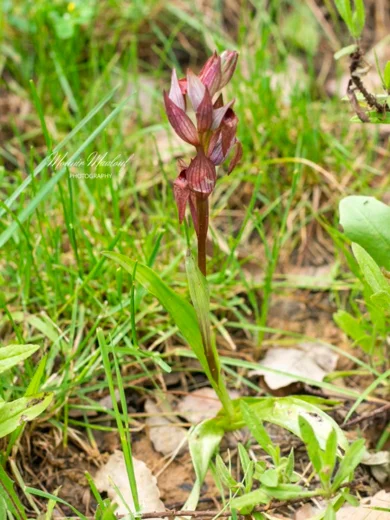 Serapias orientalis subsp. levantina