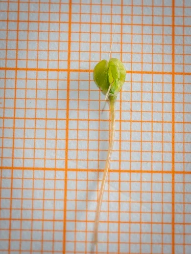 Allium sp. (Zeraaya)