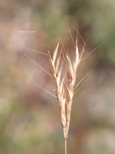 Andropogon distachyos