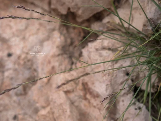 Melica inaequiglumis