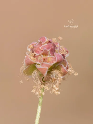 Sanguisorba minor subsp. lasiocarpa