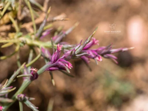 Noaea mucronata subsp. humilis
