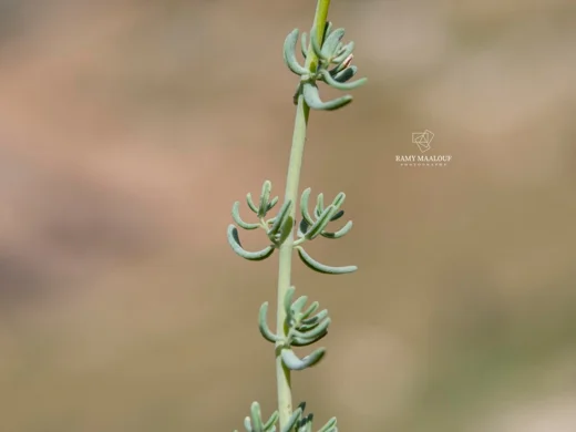 عرن لبناني