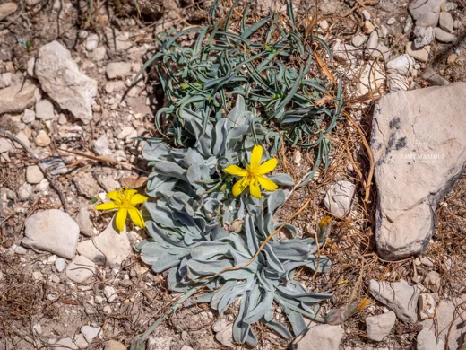 Scorzonera mackmeliana