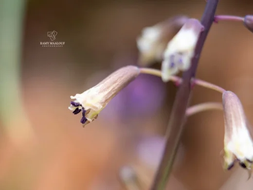 Bellevalia trifoliata