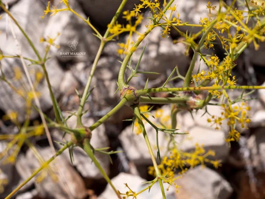 Bilacunaria boissieri