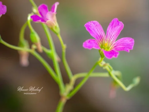 Oxalis debilis