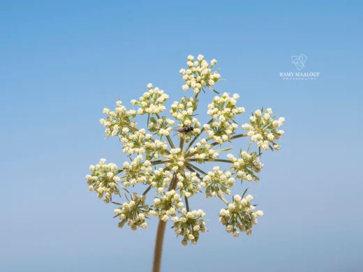 Cnidium silaifolium