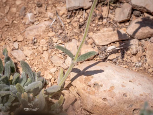 Stachys cretica subsp. vacillans