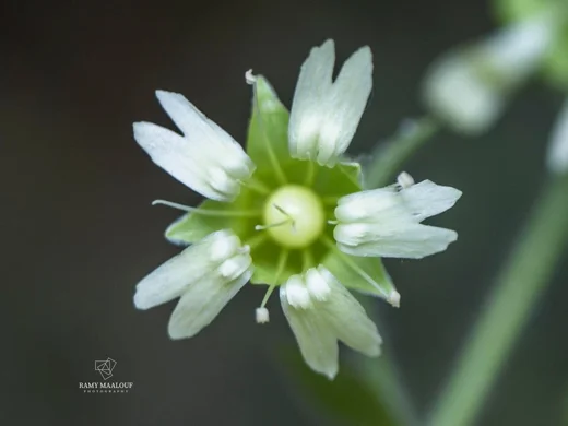 Silene baccifera
