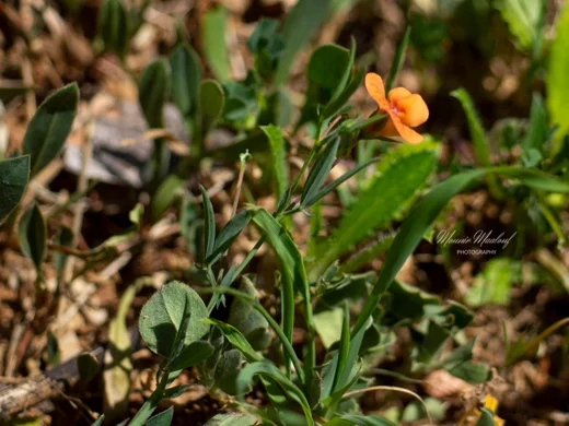 Lathyrus gorgoni