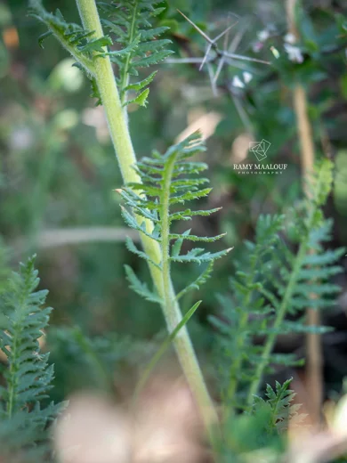 Pedicularis comosa