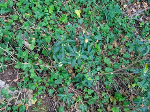 Daphne libanotica