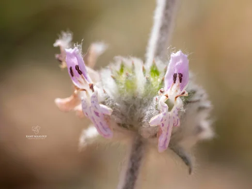Stachys cretica subsp. vacillans
