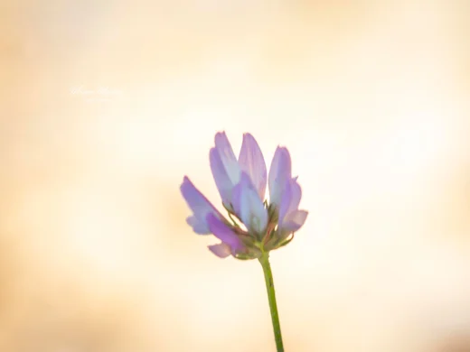 Trifolium glanduliferum var. nervulosum