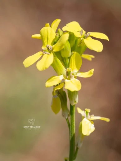 Erysimum scabrum