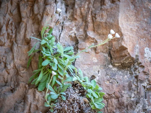Helichrysum virgineum