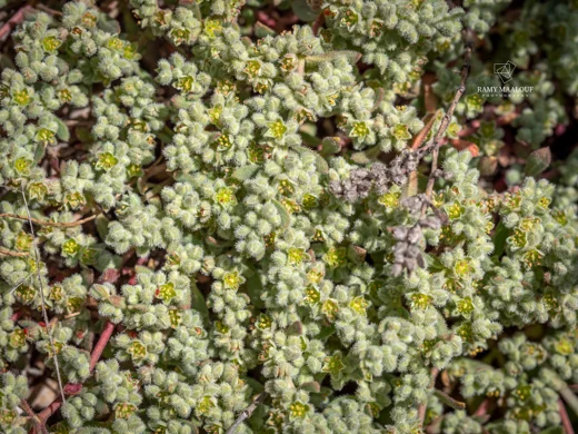 Herniaria incana