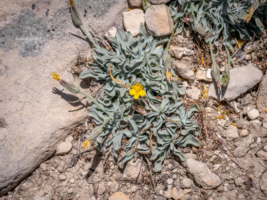 Scorzonera mackmeliana