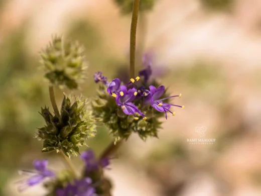Cyclotrichium origanifolium