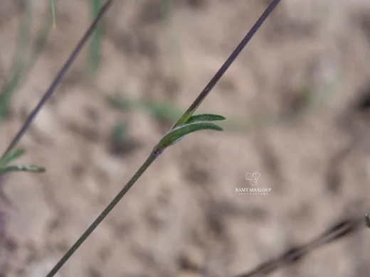 Silene pharnaceifolia