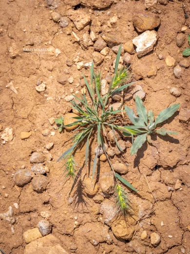 Heteranthelium piliferum