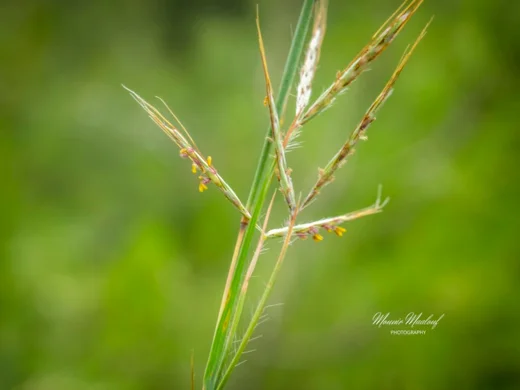Andropogon distachyos