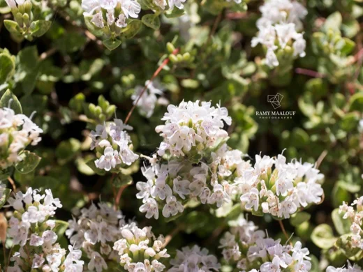 Ziziphora clinopodioides subsp. clinopodioides
