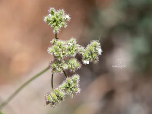Torilis arvensis subsp. neglecta