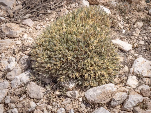 Astragalus angustifolius