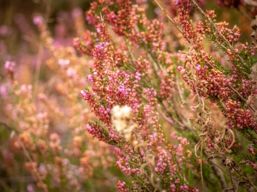 Erica manipuliflora