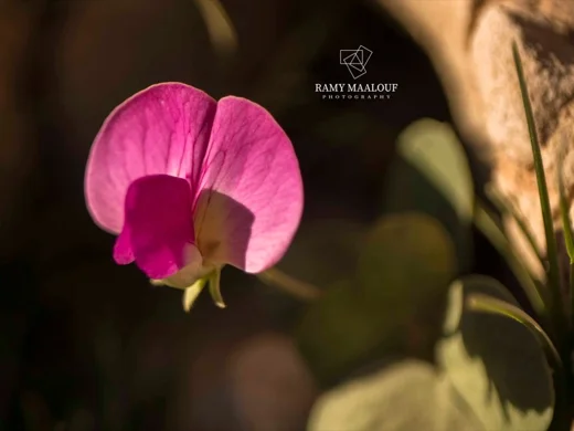 Lathyrus formosus
