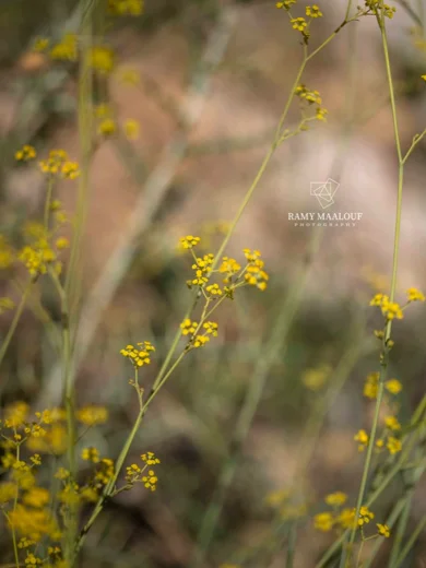 Bupleurum exaltatum