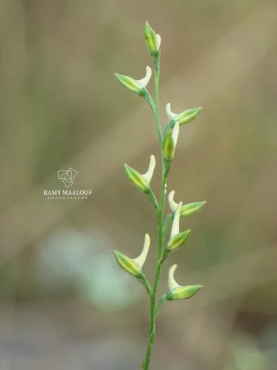 عائق غريب