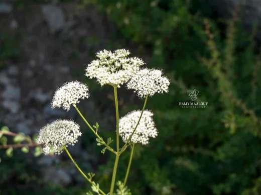 Daucus carota subsp. maximus