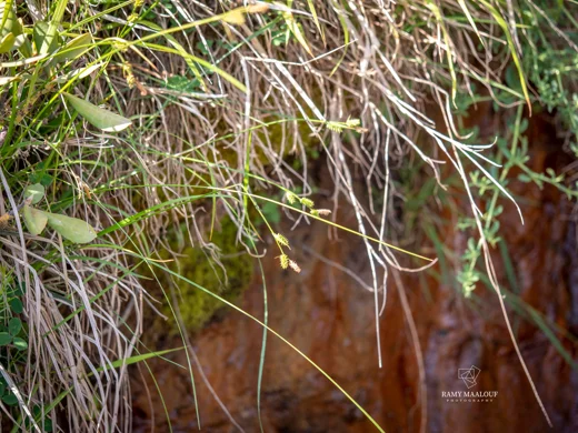 Carex pallescens
