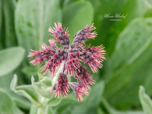 Solenanthus stamineus