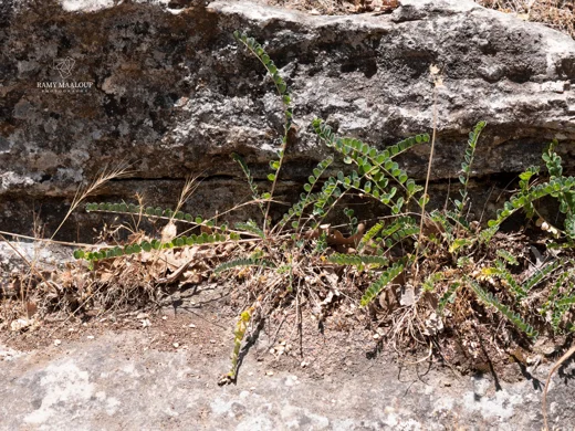 Astragalus schizopterus