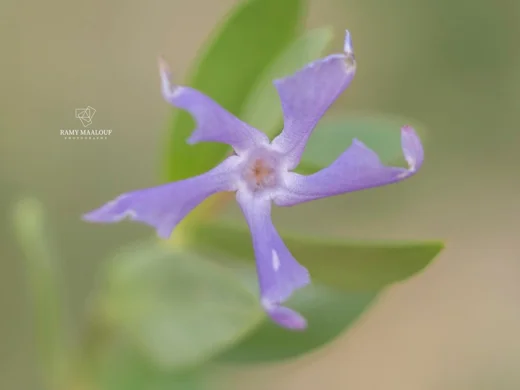 عشبة الفنكا
