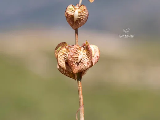 Rumex angustifolius subsp. libanoticus