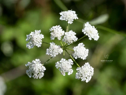 Torilis arvensis subsp. neglecta